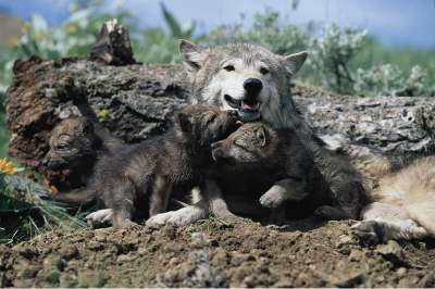 母狼教我 一生受用不盡的經驗圖片