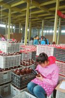 312xЕxմ޹˾a(chn)܇gڼӾoa(chn)ԓ˾ͶY12|Ԫծa(chn)ƾ2f֧a(chn)ֵ_(d)σ|ԪҪa(chn)иߙnƿƾ2016꣬ԓ˾ȫصӆ_(d)6000fԪ500˾͘I(y)ա